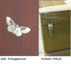 140705 Suedlicher Zwergspanner (Idaea rusticata), Geilnau, Kraeuter-Moench, Wasenbach