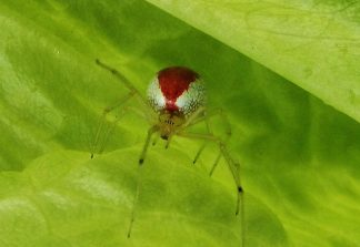 140707 weiss-rote Spinne, HW 12