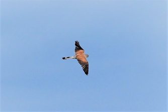 Turmfalke auf Beuteflug