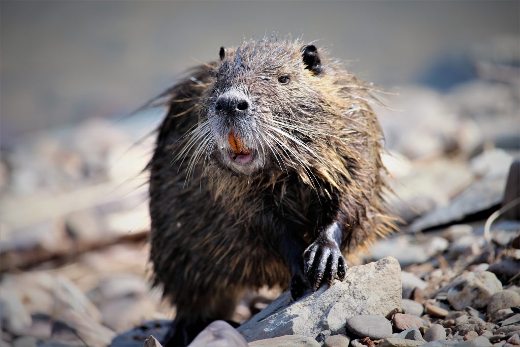 180325 Nutria, Rhein bei Kaltenengers (35)