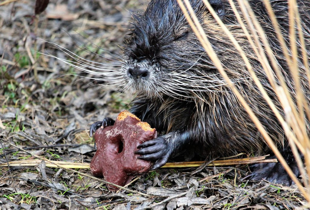 220101 Nutria, Wirt, Freiendiez (33)