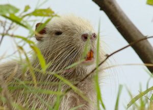 Weiße Nutria