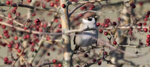 NABU-Thema im Oktober:  Der Feldsperling