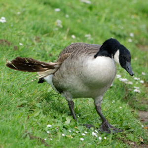 Kanadagans mit Kippflügel