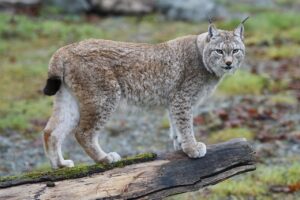 NABU-Thema im Dezember:  Der Luchs